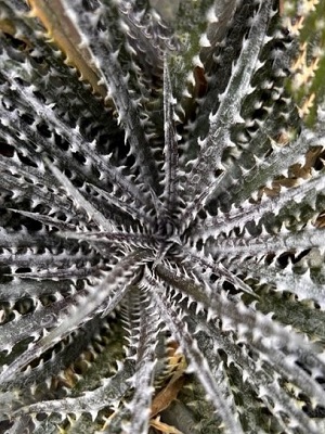 DYCKIA hybrid Grand Marnier